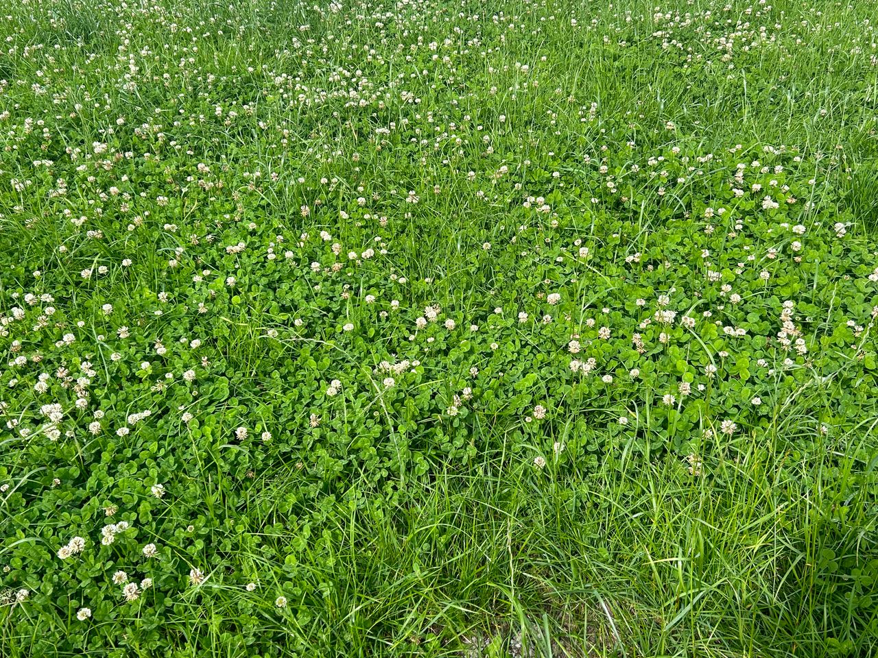 Grass growth holding, but reduction coming