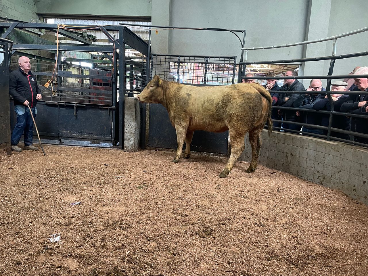 Mart report: Tuesday cattle and sheep sale at  Ballyjamesduff