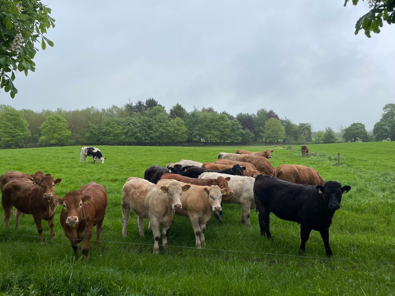 Factory quotes: Beef price cuts reversed at some sites