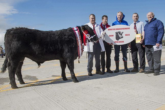 Top price of €3,650 paid at Munster Angus Premier Sale