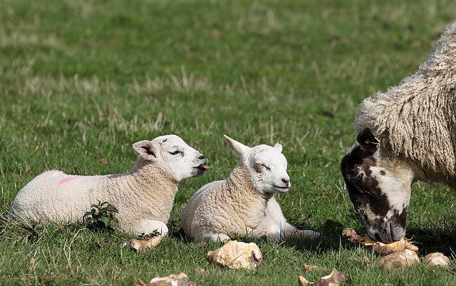 Strong demand creating 'buoyant' lamb market