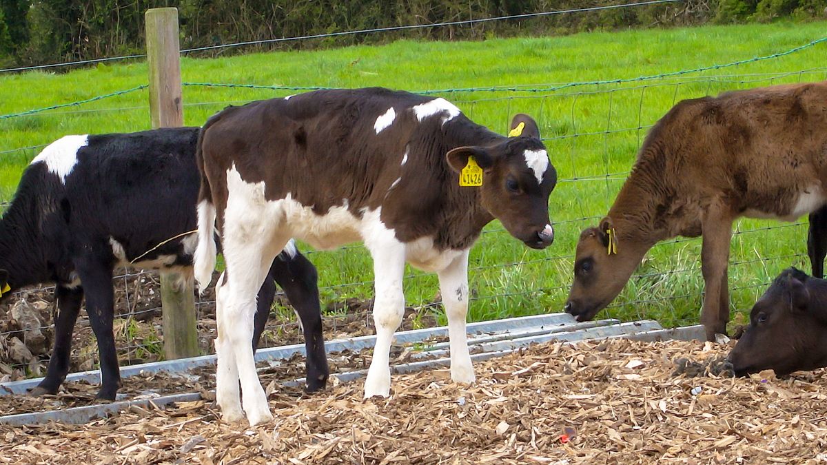 Movement of untested BVD cattle to be prohibited in UK