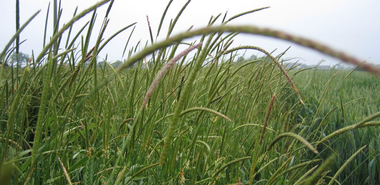 Tackle grass weeds from the combine