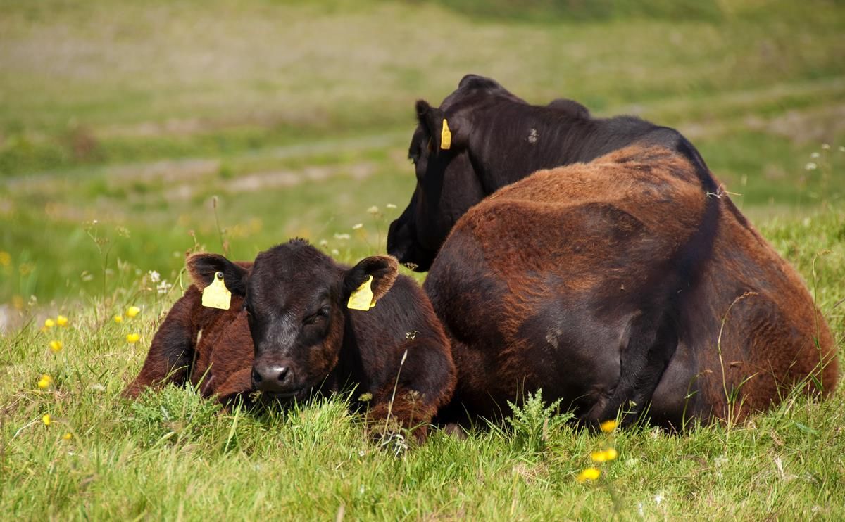 Smart Farming: Farmers encouraged to 'ensure long-term sustainability'