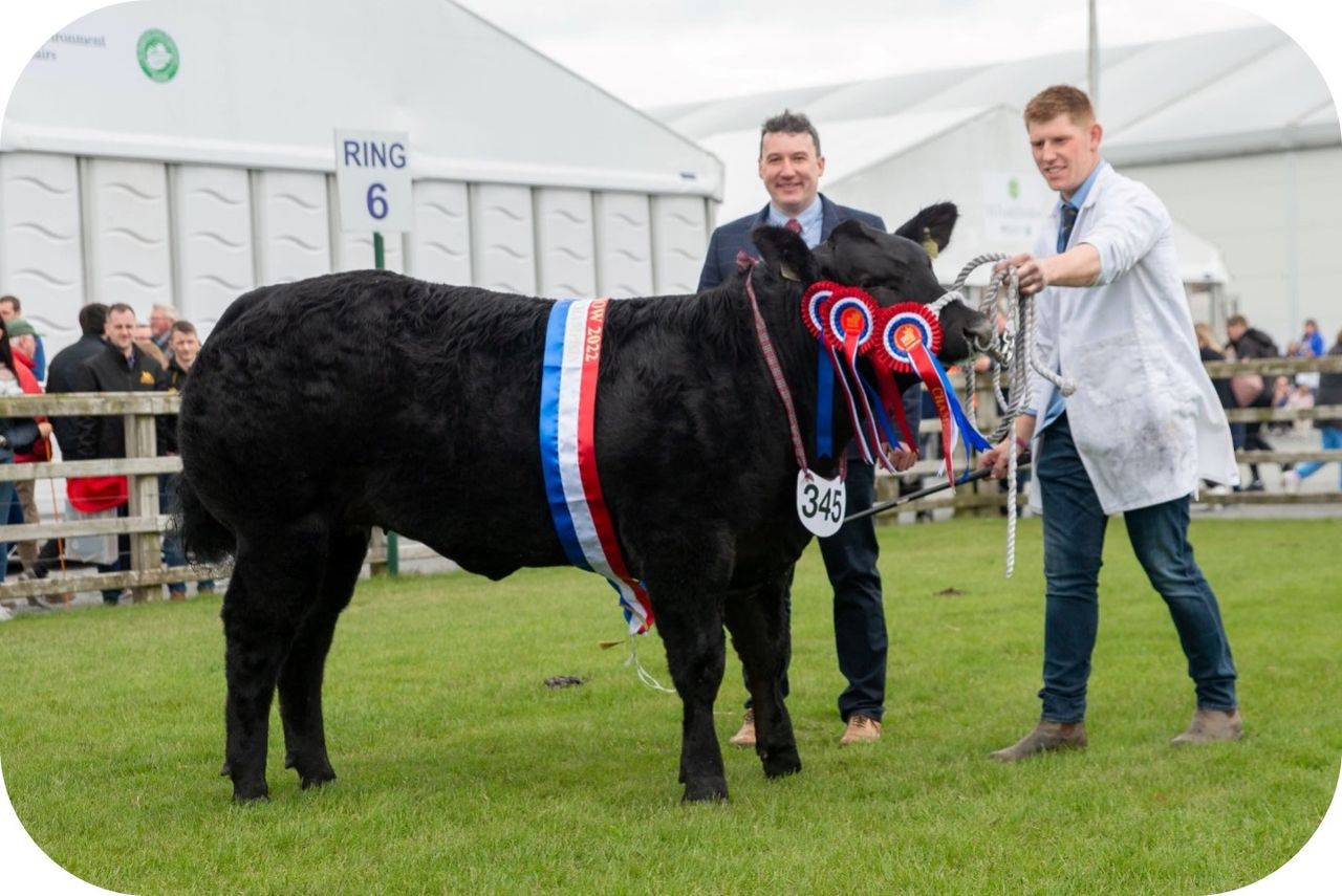 €10,000 on offer for Limousin-sired commercial heifer
