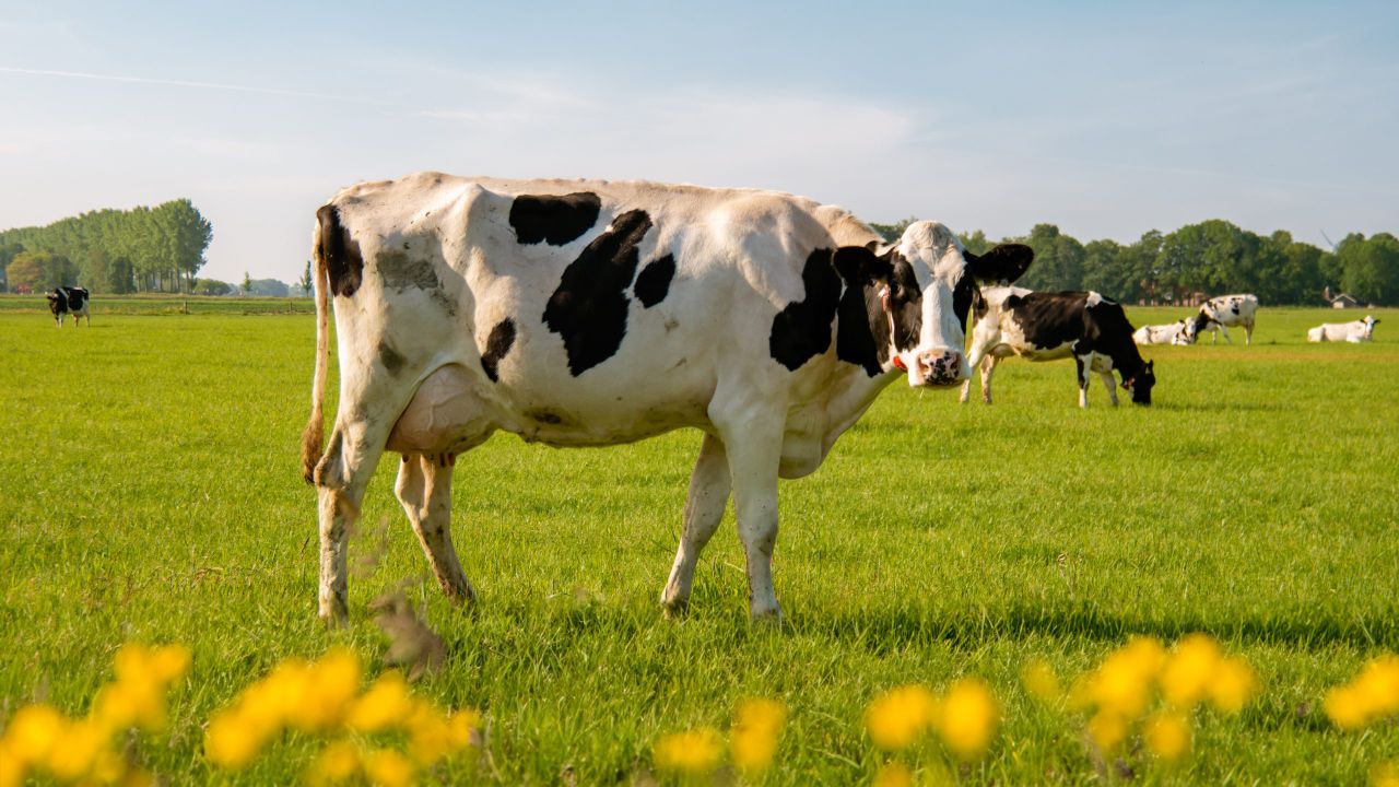 Watch: Any derogation agreement must be 'workable' for farmers - Heydon