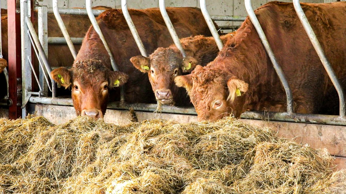 Treating internal parasites this winter