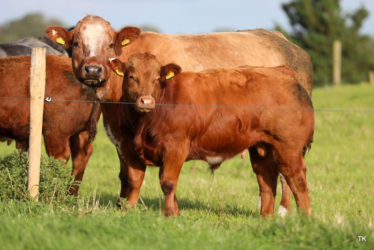 Teagasc BeefCon21: Farmers hear how emission cuts will happen