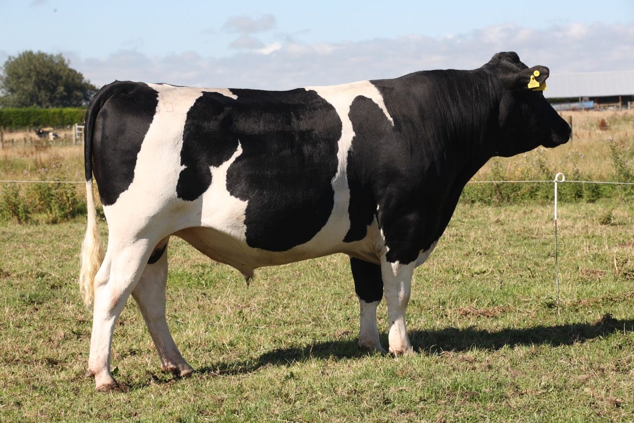 Observer who is ¾ Friesian and ¼ Jersey.