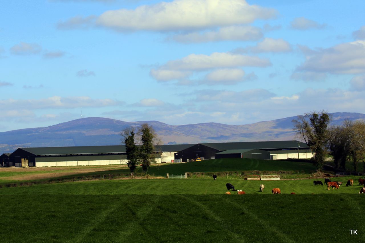 Beef focus: Managing a 500-cow suckler herd in Co. Louth