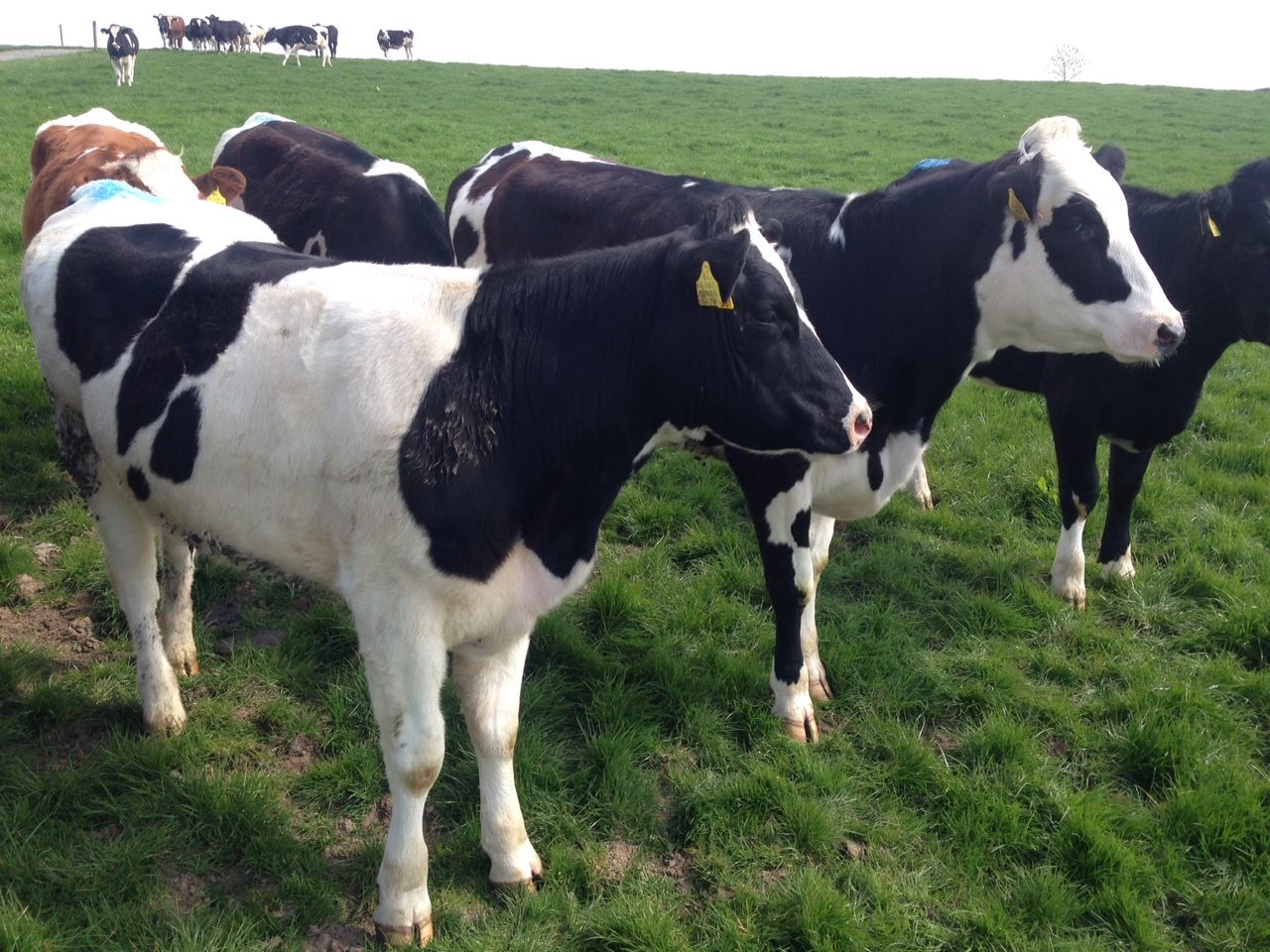Simple things done right on country's top dairy farm