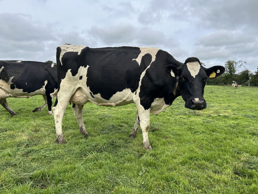 Joe wants visibly appealing animals that can do it in the parlour as well