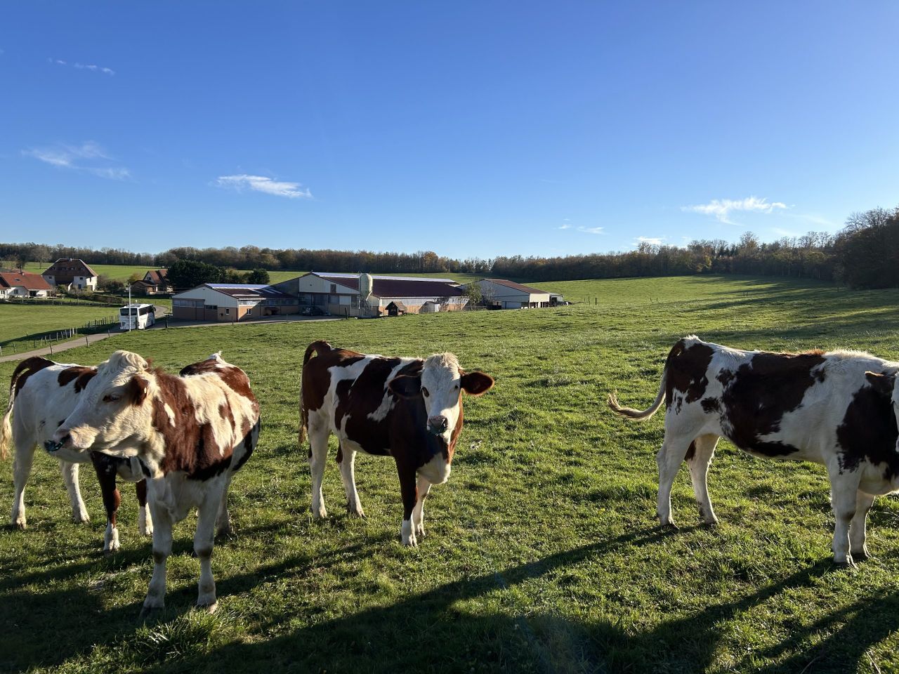 Dairy Focus: High protein percentage for cheese production in France