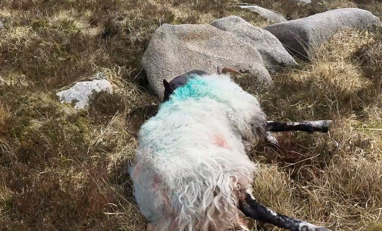 Research: UK farmers to get kits to collect canine DNA from attacked livestock