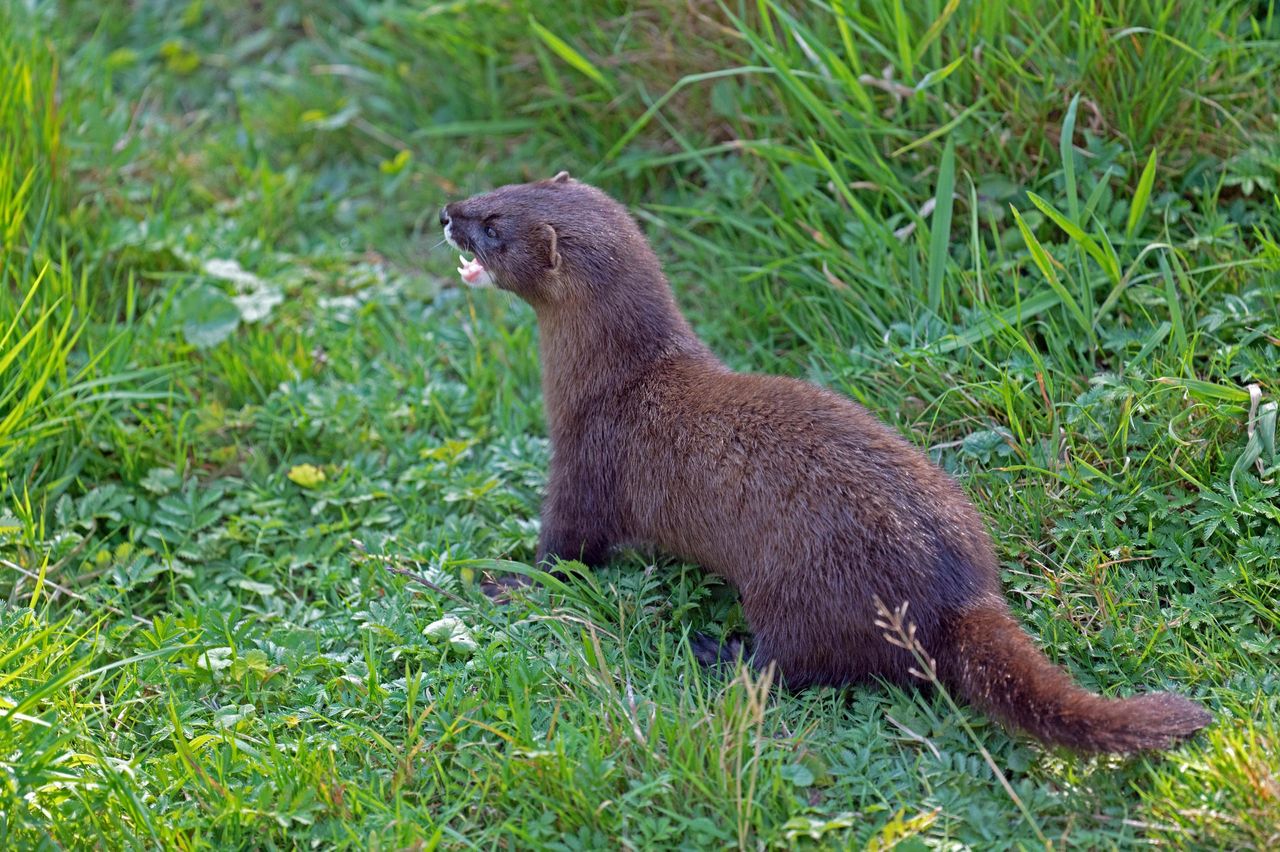 EU adds American mink to list of invasive species