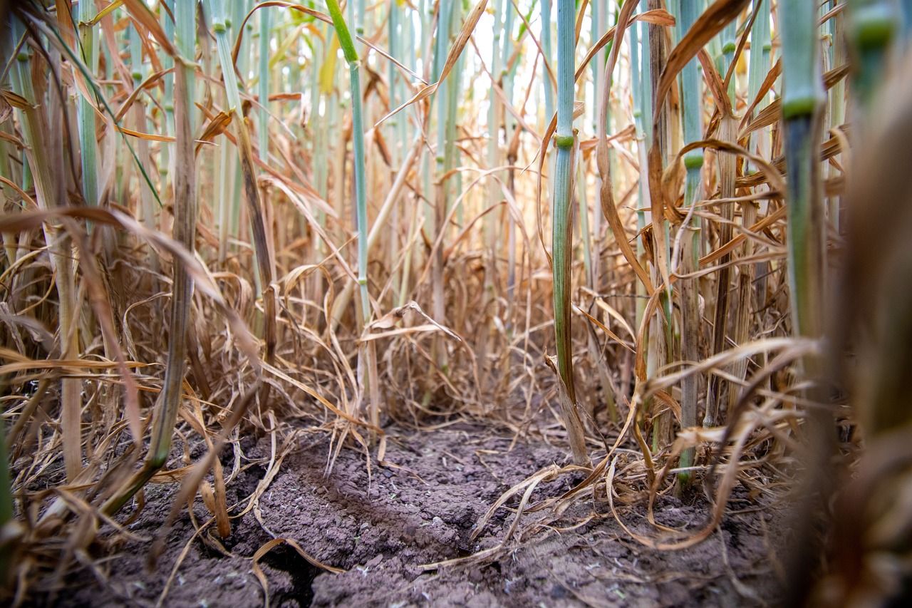 Tillage: How to test for take-all using a plastic cup