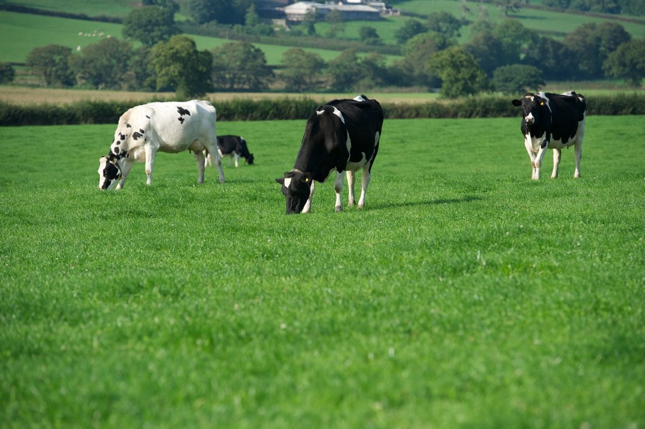 EMB: Dairy sector is 'not in good health'