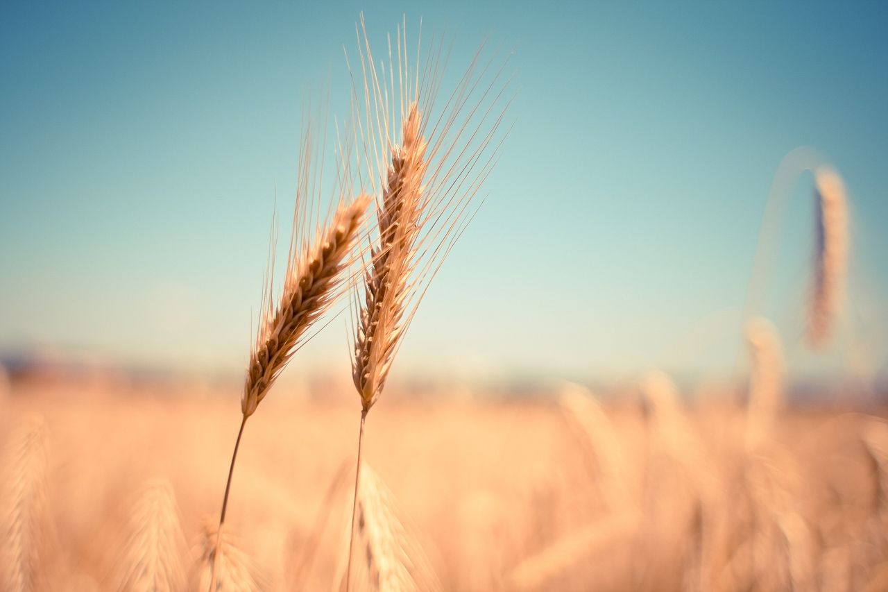Weather could impact on EU crop outcomes in months ahead