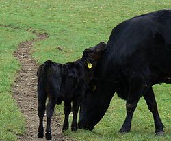 Moves to ensure survival of Kerry Cattle