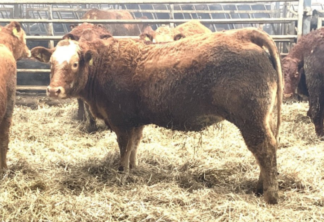 Reduction sale: 60 in-calf heifers and cows to go under hammer