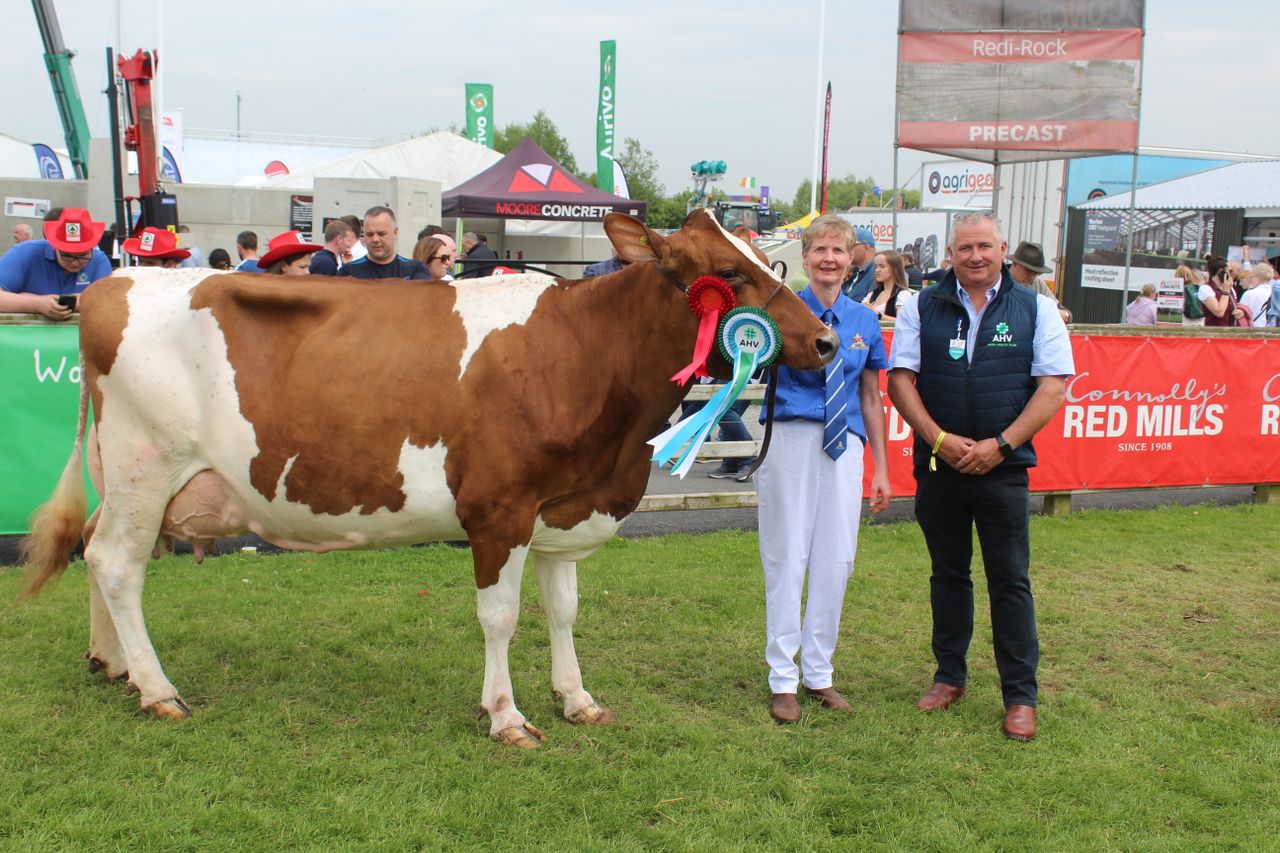 Coloured dairy breeds shine at Balmoral 2024
