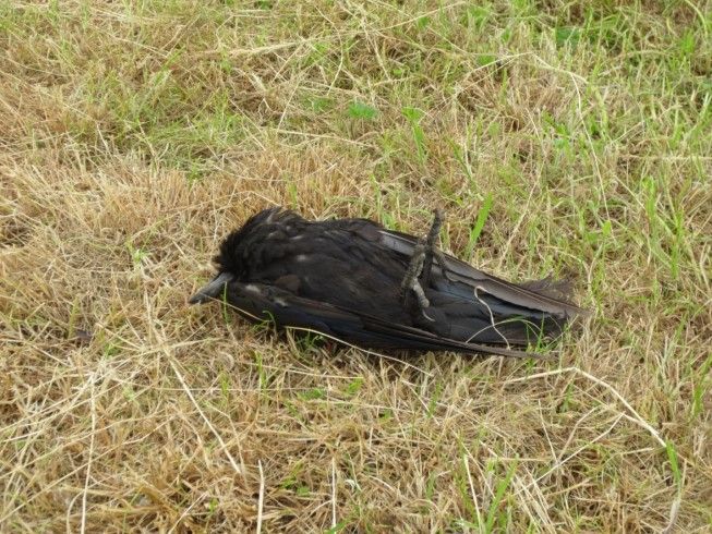 Investigation underway on “indiscriminate” bird poisoning