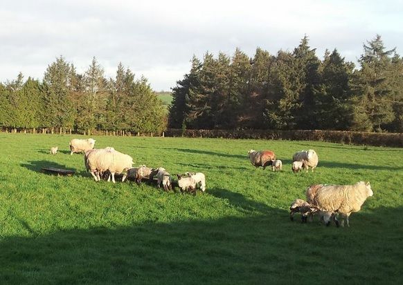 Soil test now for better grass production - Teagasc