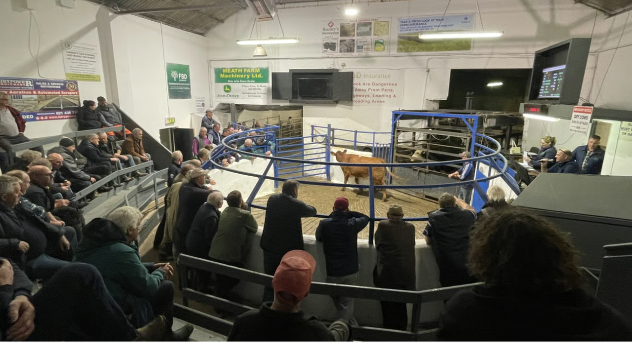 Number of cattle sold in marts down 28,500 head in October