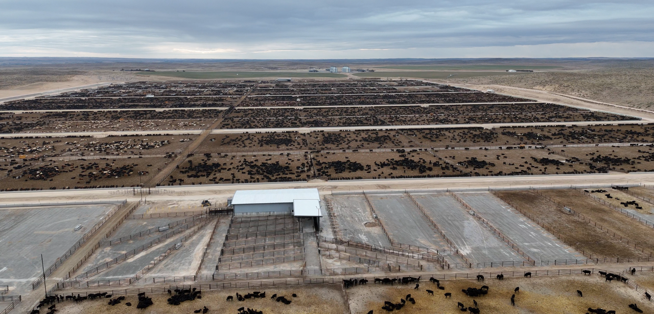 Rural focus revisit: Building a 150,000 head feedlot in Nebraska