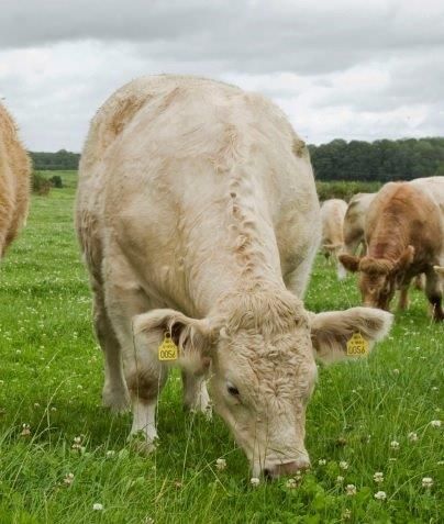 Little solace for cattle farmers in the Teagasc outlook figures - ICSA
