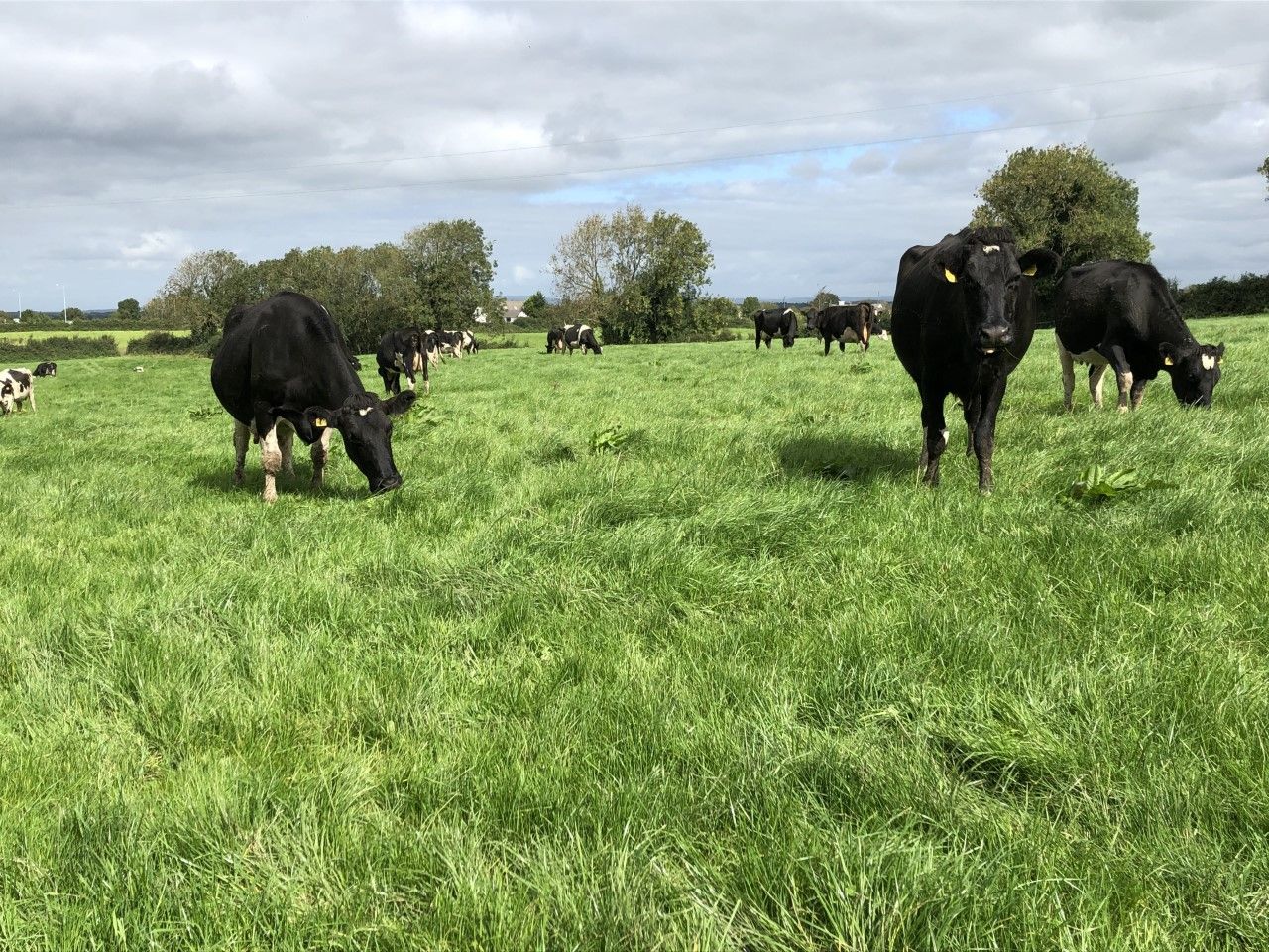 Dairy Focus: 'Days in milk is what drive profits, especially for an expanding herd'