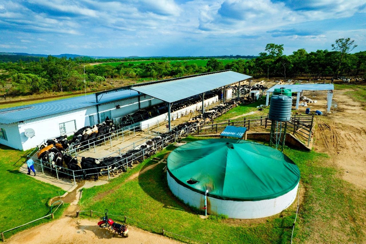 Dairy farming on a pasture-based system in Zimbabwe