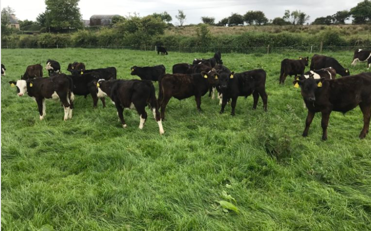 Parasitic burdens: 'Young stock and young grazers; they have had no exposure'
