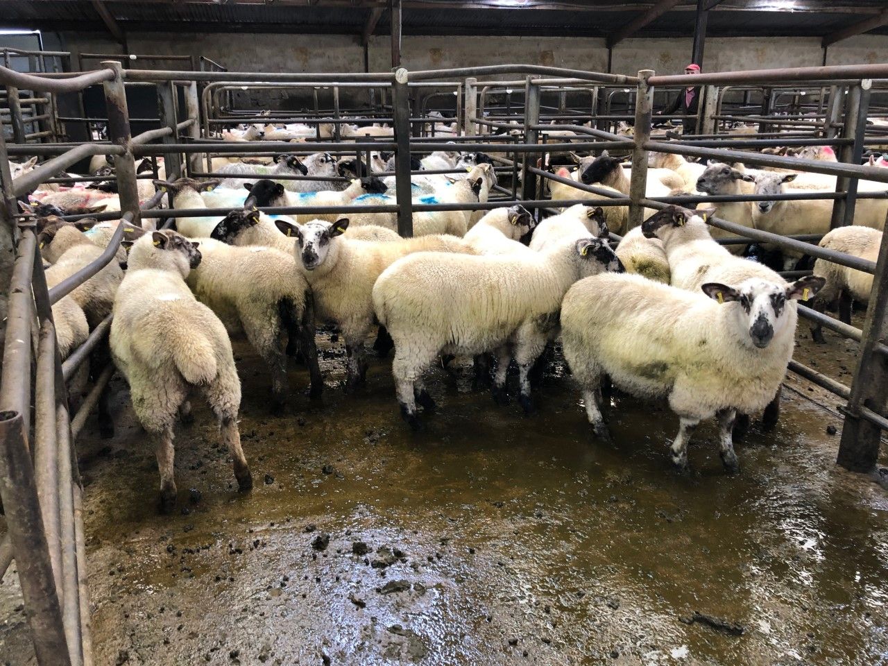 Sheep trade: Hogget and spring lamb prices surge up, as supplies tighten