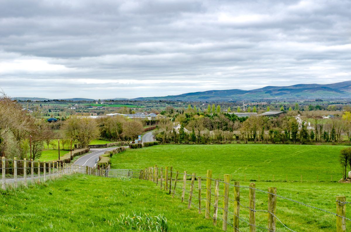 New Irish grass variety - Oak Park...what you need to know
