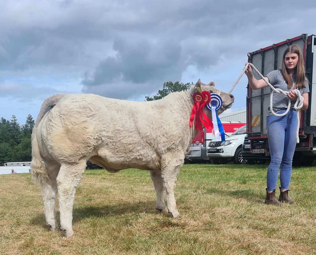 Pierce McNamee's heifer