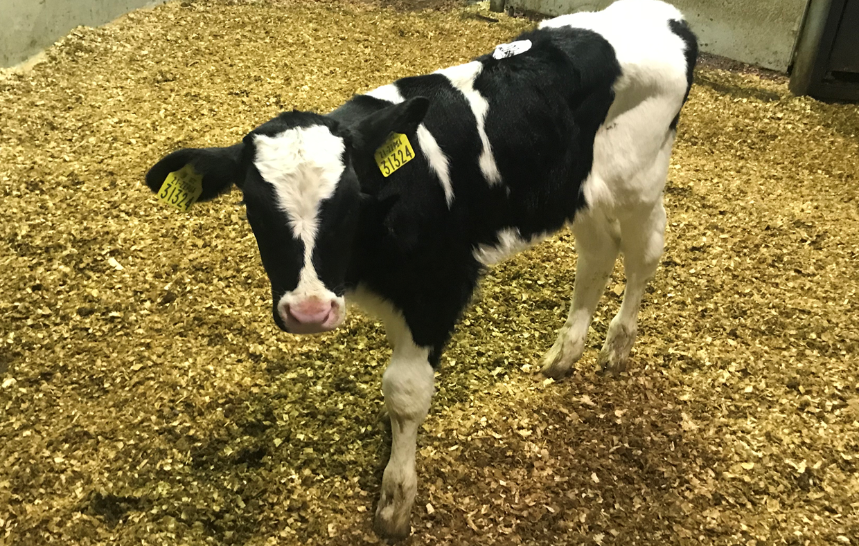 7% of beef farmers willing to rear dairy-sired bull calves