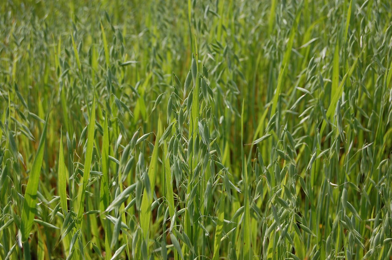 Irish oat drinks are also available…think food miles