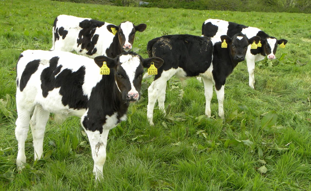 Are your heifer calves on target?
