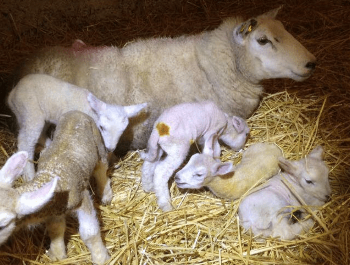 Yuletide ewe has hale and hearty quintuplet lambs in Mayo