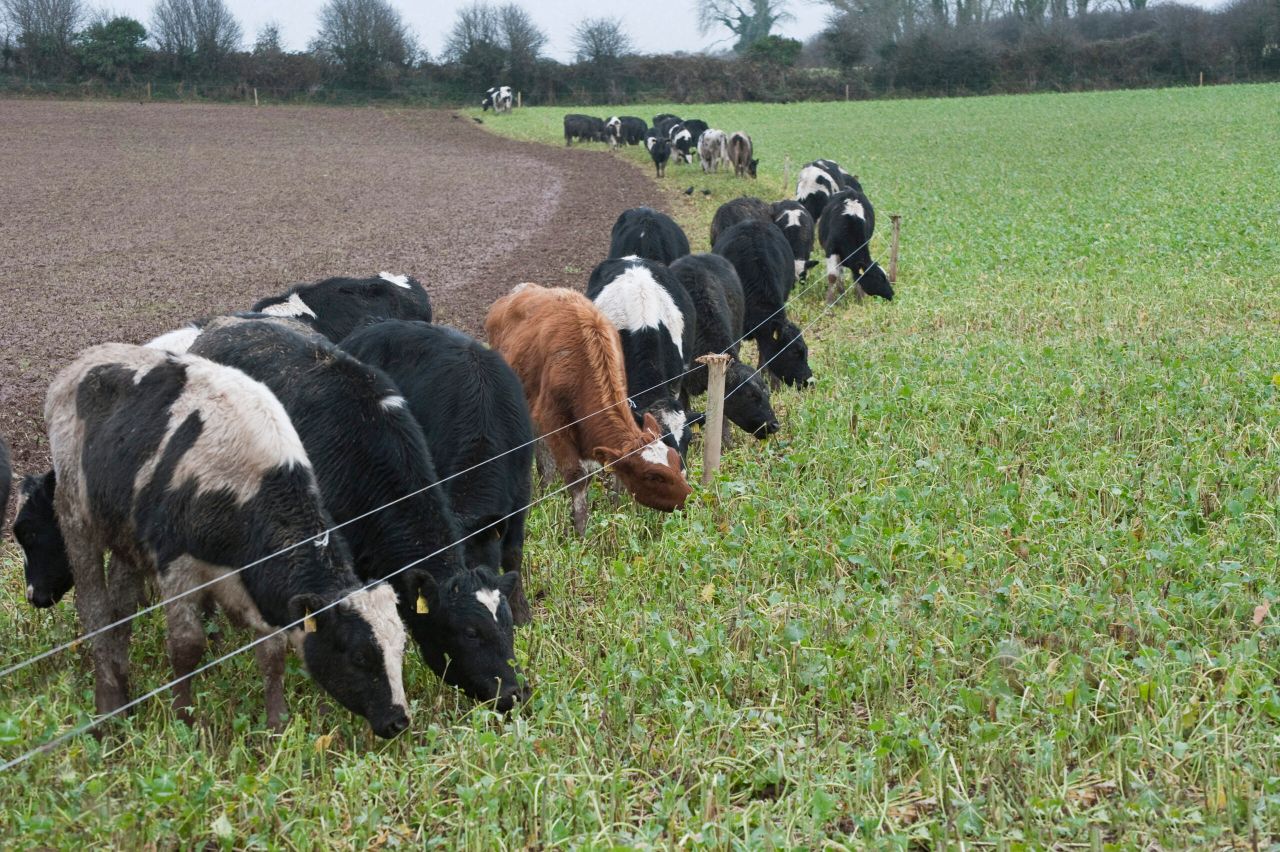 Alternative winter feed sources for dairy farmers