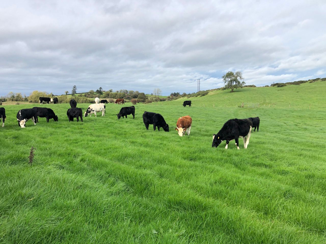 Outlook 2022: Positive beef price while young cattle to drop in price