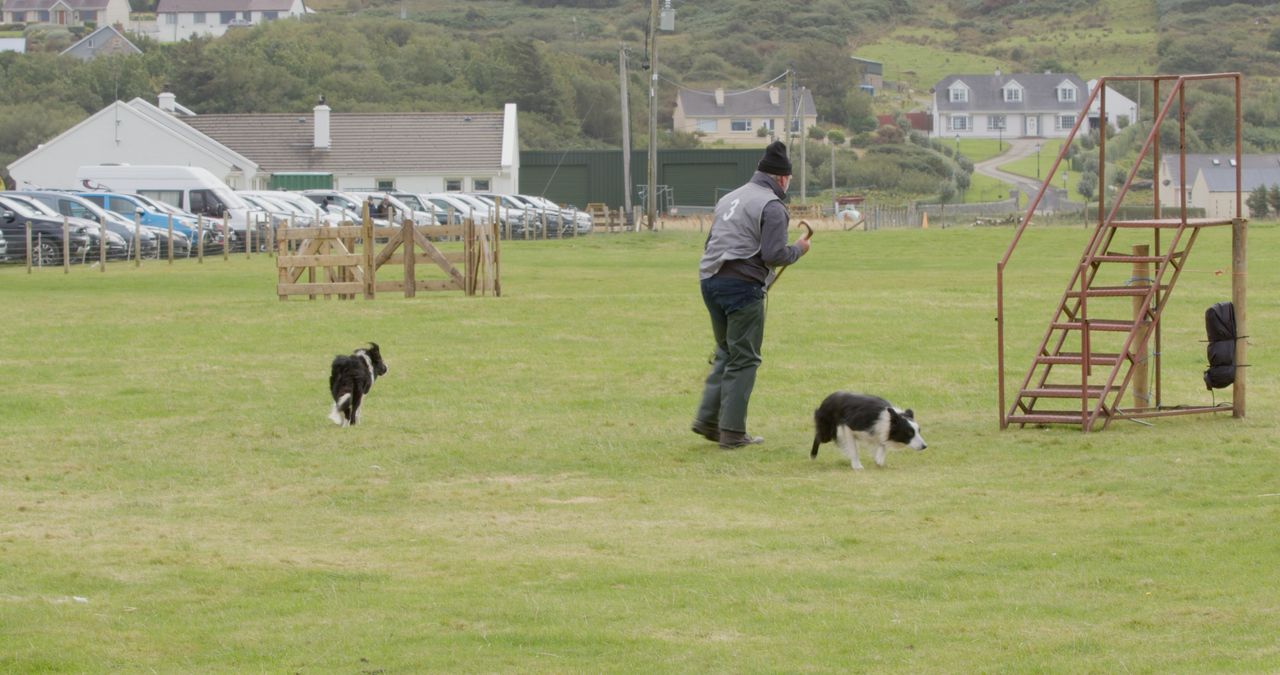 2024 Irish national sheep dog trials in Co Donegal