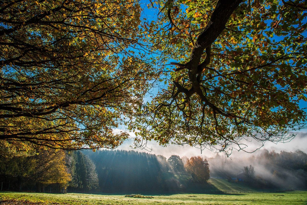UCD students hosting free webinar on agroforestry next week