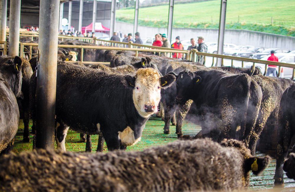 Beef prices stagnate as Christmas buying draws to a close