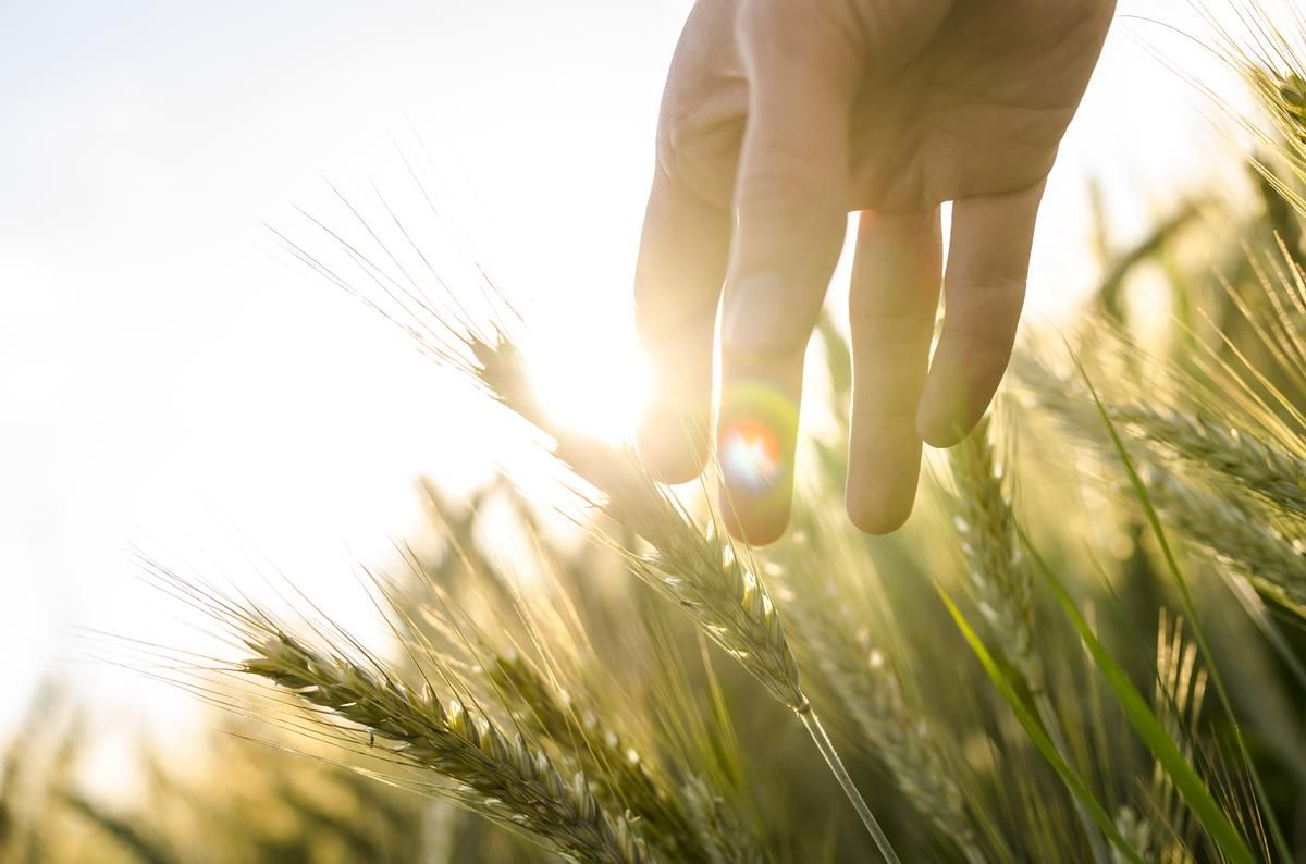 Cold snap is just what winter cereals need
