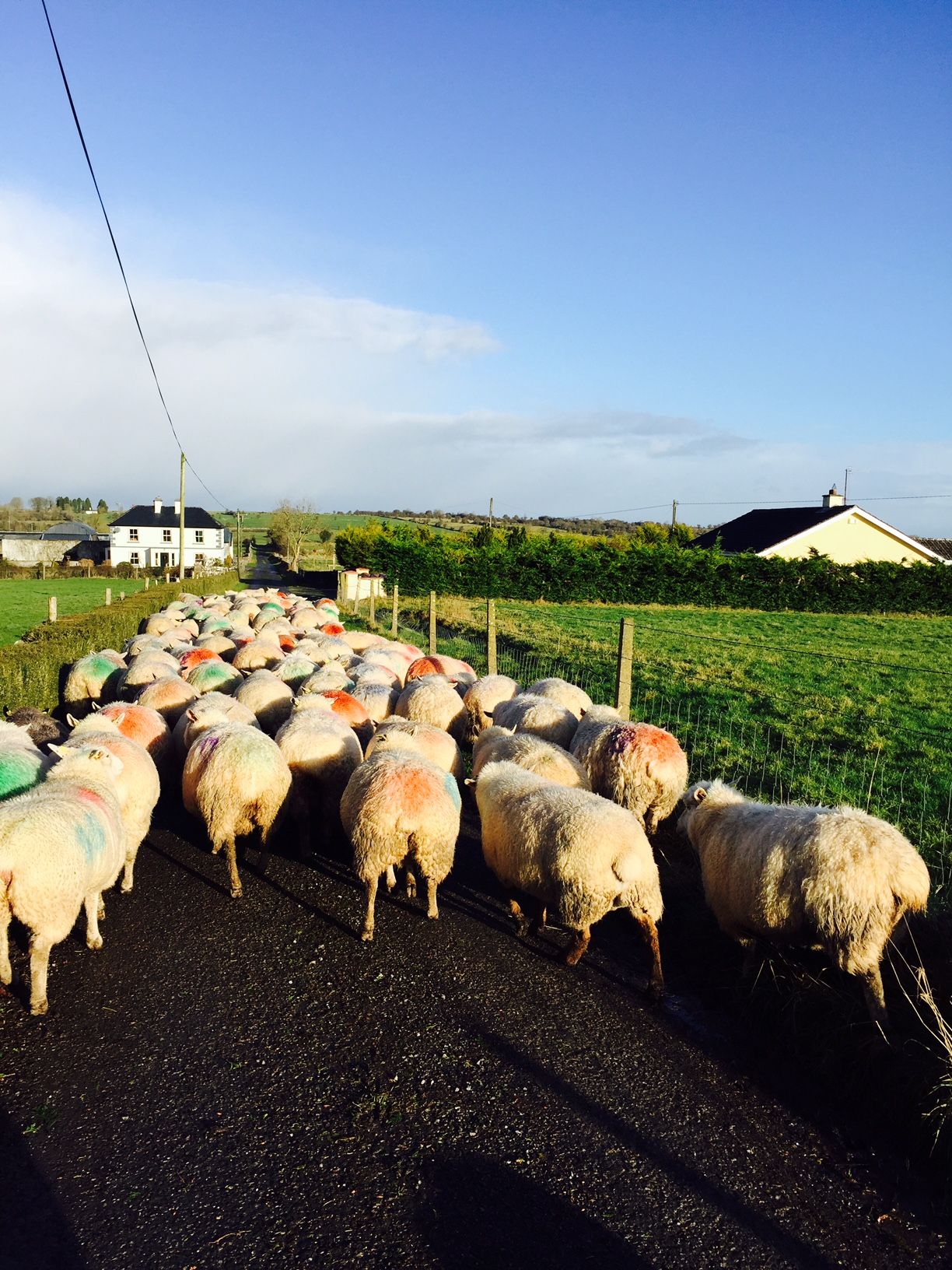 Irish sheep kill up 7,605 on last year, but down last week
