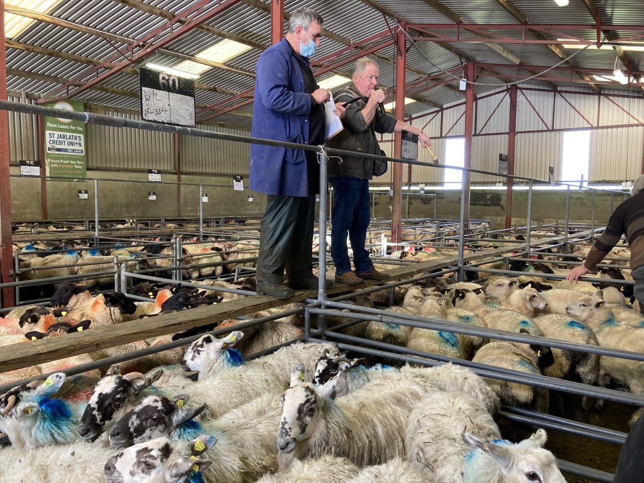 Pics and prices: Lambs hit €164/head at Mountbellew Mart