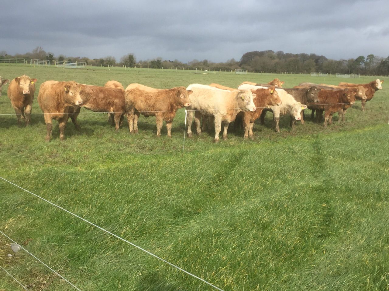 'Early grazing is important in beef herds, but it's not for the faint hearted'