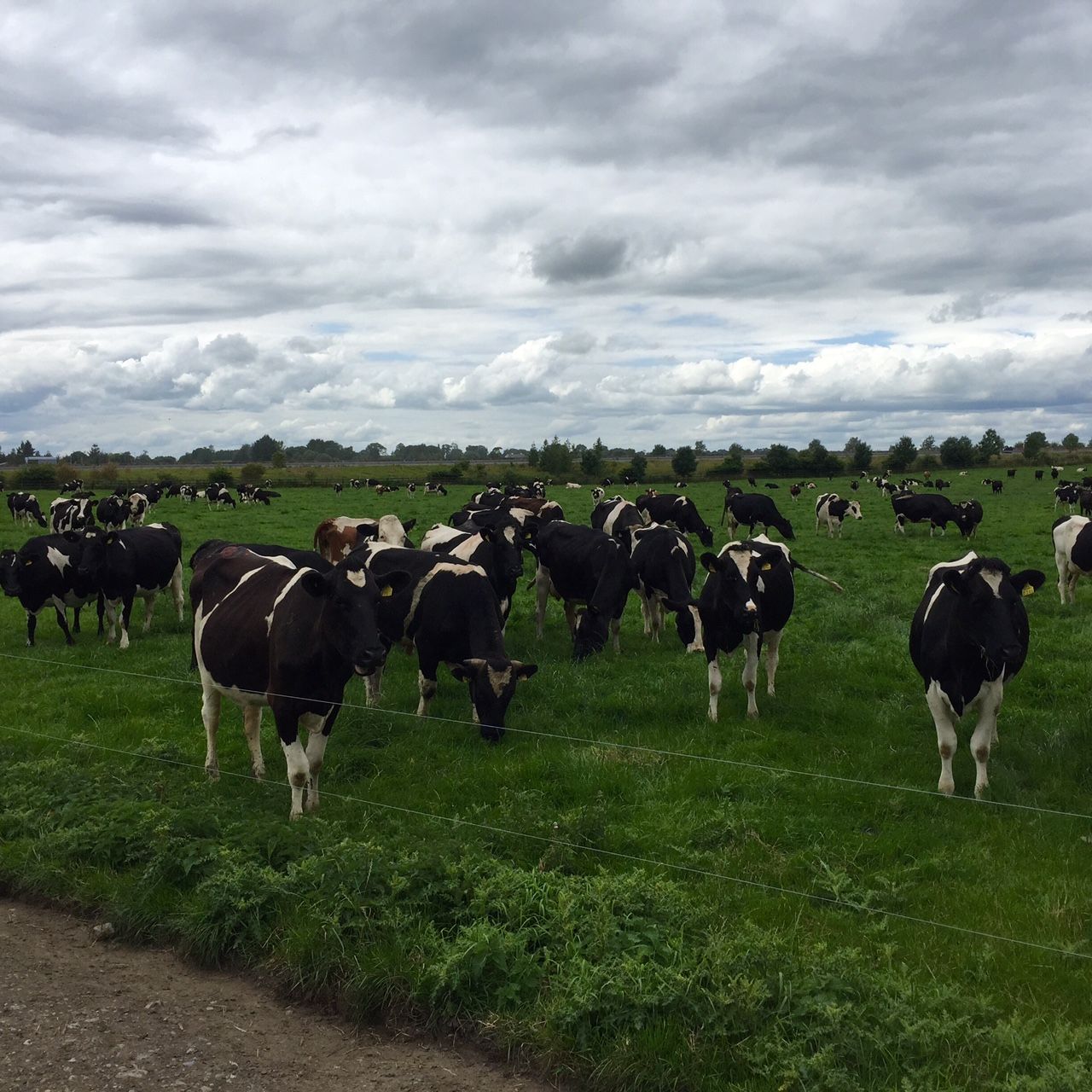 Pics and stats from Rockwell - one of the country's biggest dairy farms